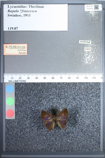 Media type: image;   Entomology 68766